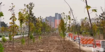 Toshkentdagi kichik halqa yo'li bo'ylab "yashil koridor" loyihasi amalga oshiriladi